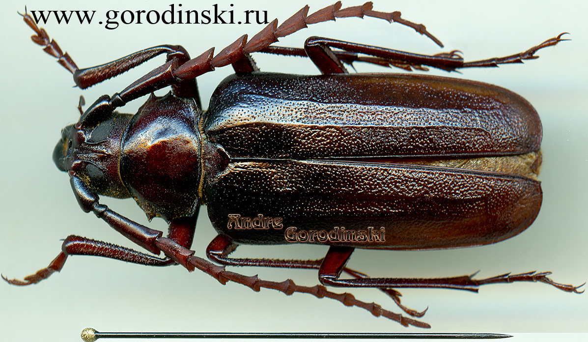 http://www.gorodinski.ru/cerambyx/Prionus angulicollis.jpg